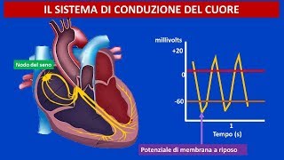 Anatomia e fisiologia cardiovascolare il sistema di conduzione del cuore [upl. by Nicholas841]