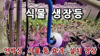 식물 성장등 설치 영상 및 효과 식물 겨울 월동 대비 겨울철 식물 재배 Plant growth lamp [upl. by Newob]