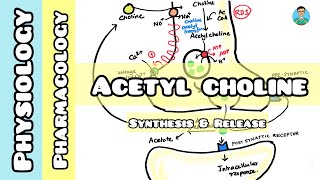 Acetyl choline  synthesis amp release [upl. by Lubin]