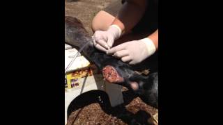 Flushing an open fetlock joint [upl. by Elazaro119]