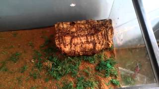 How to setup a garter snake tank August 2013 [upl. by Broderick102]