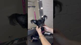 🖤 grooming dog собаки [upl. by Lynd]