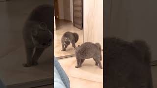 Cute cat mirror reaction😅🐈cutecatfunnycatcatshorts catvideosaddorableviral trending🐾🐈 [upl. by Clifton177]