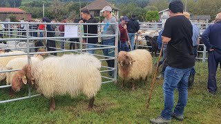 Feria de Caprino y Ovino Guriezo 19102024 [upl. by Annawd37]