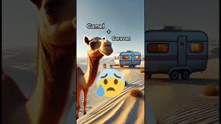 Camel vs Caravan shorts [upl. by Rois]