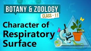 Character of Respiratory Surface  Human Respiration  Biology Class 11 [upl. by Pravit720]