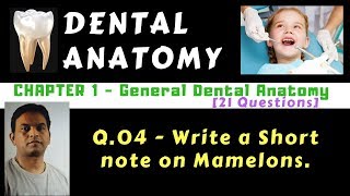 Dental Anat  Ch01  Q04  Mamelons  Dr Prashant Sharma [upl. by Eta]