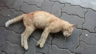 Poor cat got hit by a car RIP [upl. by Lai]