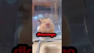 DLACZEGO CHOMIKI BIEGAJĄ NA KÓŁKACH‼️⁉️🐹 [upl. by Ulani]