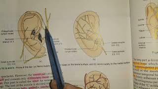 Anatomy of Ear  External Ear  Auricle or Pinna [upl. by Nwahsir]