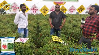 ad shakti 51 divya shakti micro segment best variety वि शक्ति 51 दिव्यशक्ति सीड्स की मिर्च किस्म [upl. by Leveroni330]