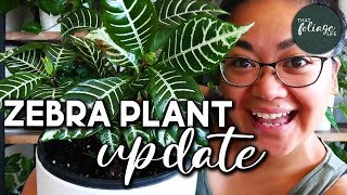 Zebra Plant Propagation Update Aphelandra Squarrosa [upl. by Oniger517]