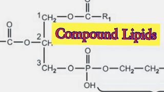 Compound Lipids Biochemistry [upl. by Glenden58]