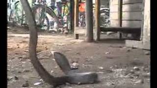 Akola City News Hindi 15 July 2011flv [upl. by Allimaj230]