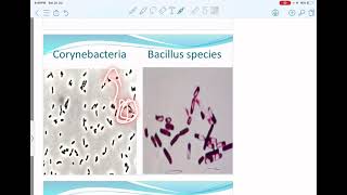 13gram positive bacilli [upl. by Akienahs]