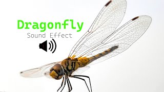 Dragonfly Sound Effect  Dragonfly buzzing sound [upl. by Jd272]