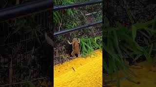 The Amplexus of the Frogs nature frogs Hopegardens Jamaica Caribbean mating [upl. by Soisanahta474]