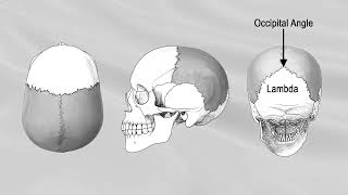 The Human Brain Explained Animation [upl. by Clardy]