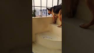 German shepherd dog barking  gsd dog barking  dog barking  puppy barking  dogs voices [upl. by Witha]