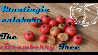 Strawberry Tree Cereal Flavored Fruit Muntingia Calabura [upl. by Melicent361]