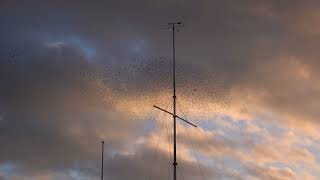 Starling Murmuration Aberystwyth 15 March 2024 [upl. by Allyn]