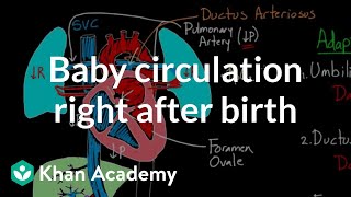 Baby circulation right after birth  Circulatory system physiology  NCLEXRN  Khan Academy [upl. by Florencia]