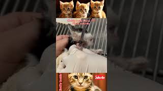 Removing Worms From This Poor Kittens Neck Part 0101127 pets cat [upl. by Nabe]