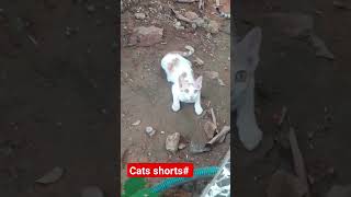 cats shorts YouTube most viral shorts cats world cats funny pooche shorts bekkina aata [upl. by Acinorav]