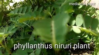 How To Grow Phyllanthus Niruri or Nela Vusiri Plant In Pot [upl. by Idrahs]