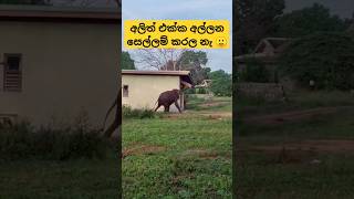 අල්ලයි මගෙ නැට්ට 😂 මාමා කෙනෙක් නෙද දුවන්නෙ 🤔 elephant viral tiktok trending dancefunny shorts [upl. by Piper928]