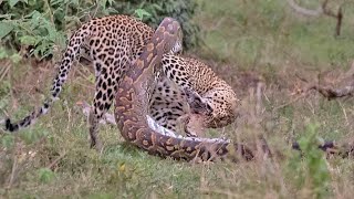 Python Constricts Leopard As It Fights Back [upl. by Atiluap274]