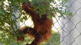 Baby orangutan fights mom [upl. by Adekan582]