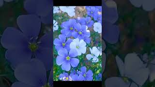 Linum Perenne Flowers nature shorts Blue Flax flower amazing [upl. by Ackler]