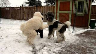 Standard Poodles Playing [upl. by Eskil]