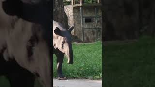 The Asian tapir Tapirus indicus [upl. by Mathur]