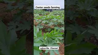 castor seeds farming of India 🇮🇳 [upl. by Odnalro14]