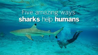 Five amazing ways sharks help humans [upl. by Zaneski]