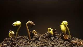 Germination of bean seeds [upl. by Anuahsat797]