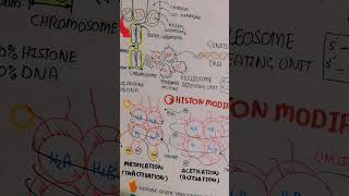 epigenetics modification of histone umerfarooqbiology7083 [upl. by Leugimesoj]