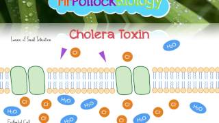 Cholera [upl. by Drucilla]