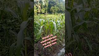 Mais plantation  Sweet Corn  shorts Farming Planting Buhaysabukid Sweetcornfarming [upl. by Dell569]