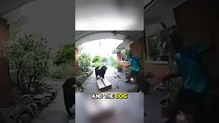 The dogs joke 🐶 doorbellcamera doorbell doorbellcam [upl. by Siubhan115]