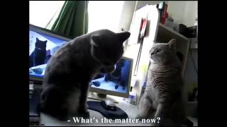 Chats qui parlent et qui chantent [upl. by Normi]