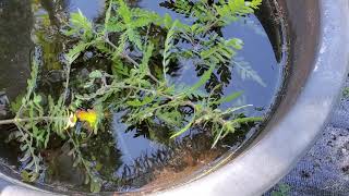 How To Propagation of Emergent Hygrophila pinnatifida [upl. by Stoddard587]