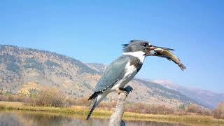 Belted Kingfisher [upl. by Naujal95]