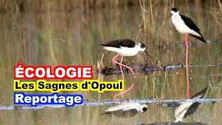 ÉCOLOGIE  Les sagnes dOpoul [upl. by Nij]