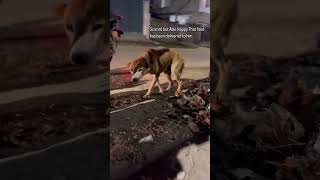 Diwali Celebrations 2024 shorts dogfeeding [upl. by Epilef]