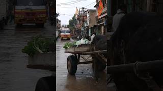 Ox cart vegetable seller in mandawa [upl. by Dinan16]