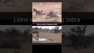 Why a lion catches a lion  animals [upl. by Ahtelahs]