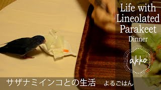 Life with Lineolated Parakeet 011 Dinner サザナミインコとの生活 よるごはん [upl. by Arihaj]